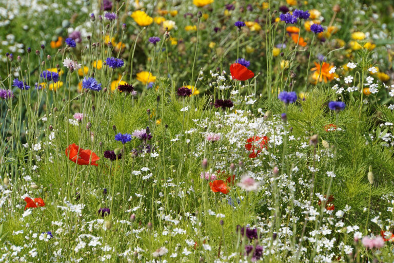 Wiese mit vielen bunten Wildblumen