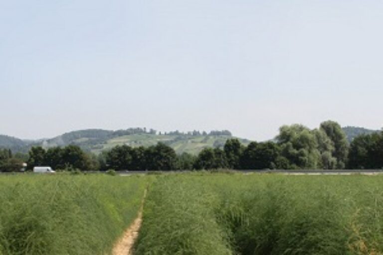 Hügellandschaft, Himmel, Bäume, Feld