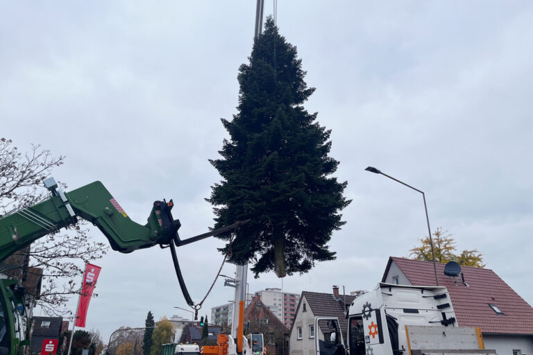 Ein Weihnachtsbaum hängt schwebend am Kran.