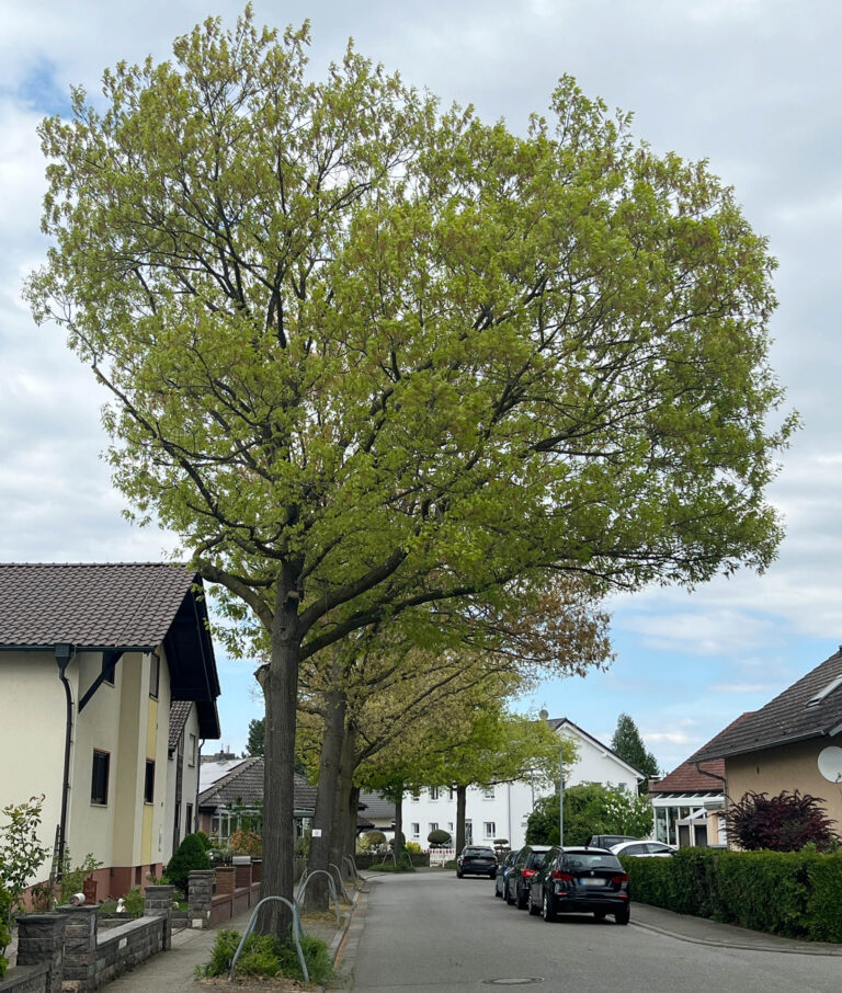 Roteichen in Fehlheim