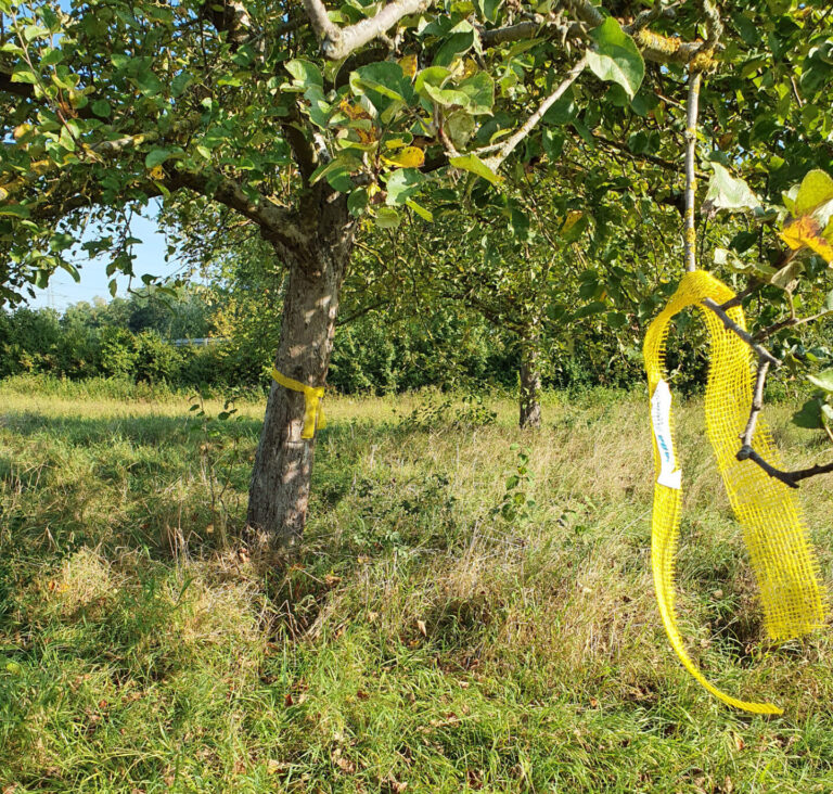 Obstbaum mit gelbem Band markiert