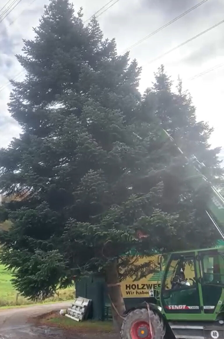 Der Weihnachtsbaum kommt in diesem Jahr aus dem Odenwald.