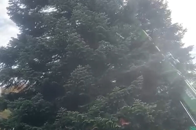 Der Weihnachtsbaum kommt in diesem Jahr aus dem Odenwald.