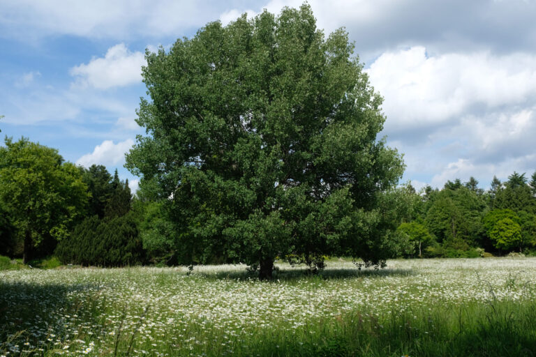 Baum rundherum Wiese