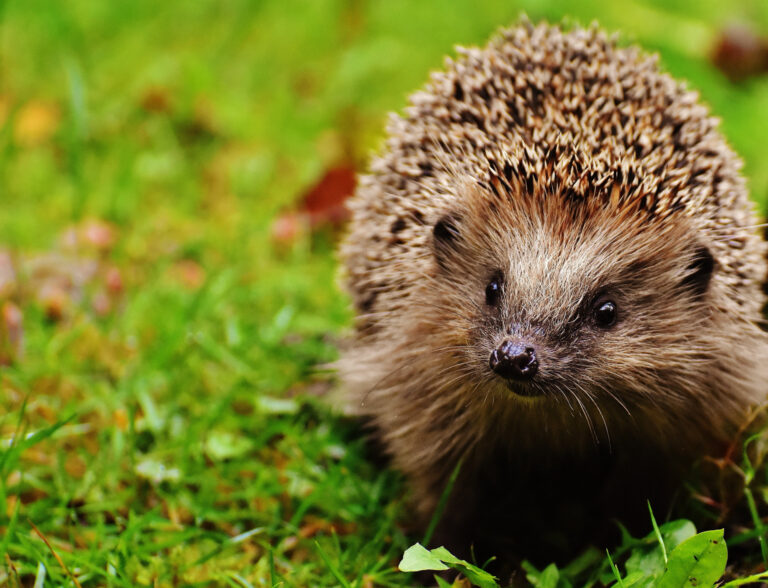 Igel auf einer Wiese