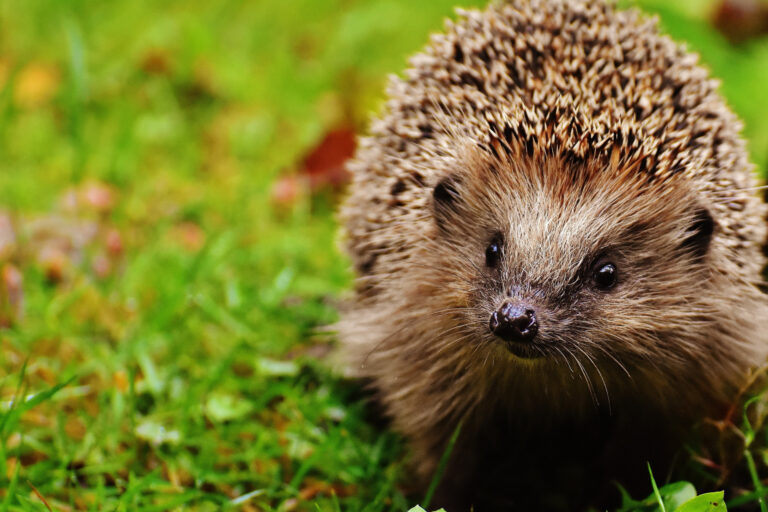 Igel auf einer Wiese