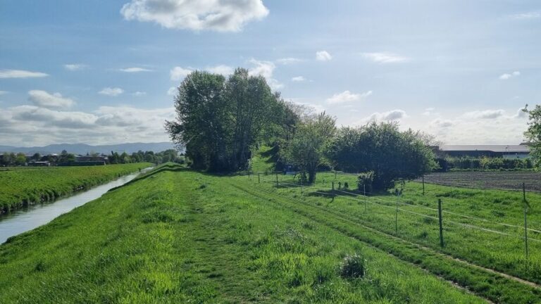 Einhausen-West Deichsanierung: Grüne Wiese, kleiner Bachlauf